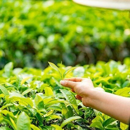 東傑製茶所