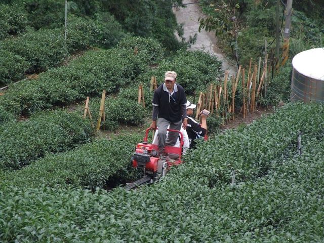 梨山金茗茶葉商行