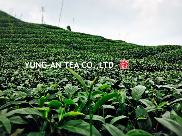 永安茶業有限公司-二午茶米 YUNG-AN TEA CO.,LTD